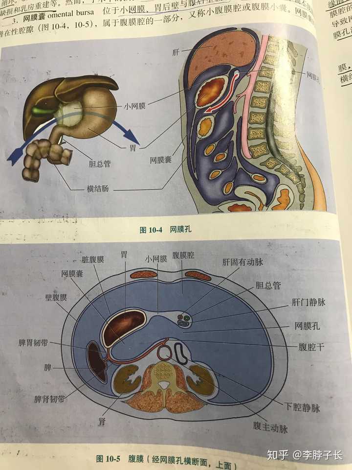 腹膜腔内有器官吗?