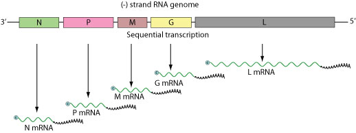 第五组:反义单链rna病毒  (-)ssrna viruses rna介导的rna聚合酶