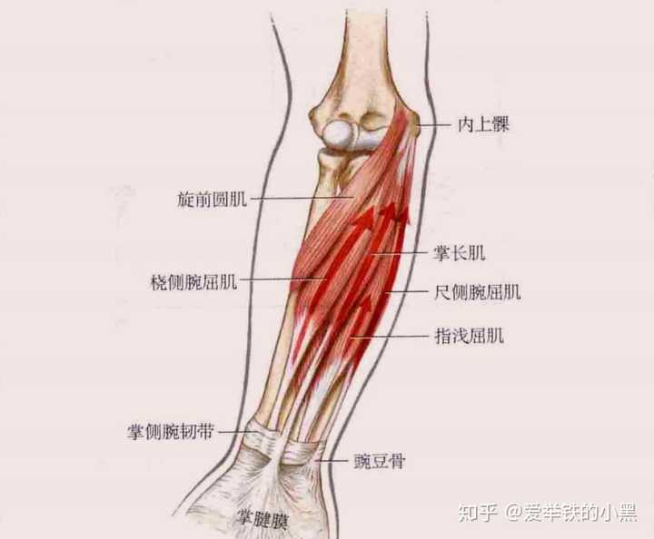 在腕的正中位置,桡侧腕长伸肌和拇长展肌拥有最大的横截面积以及外展