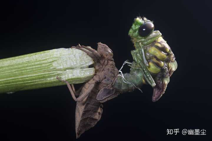 按发育过程是否有蛹期,分为完全变态和不完全变态,蜻蜓没有蛹期所以