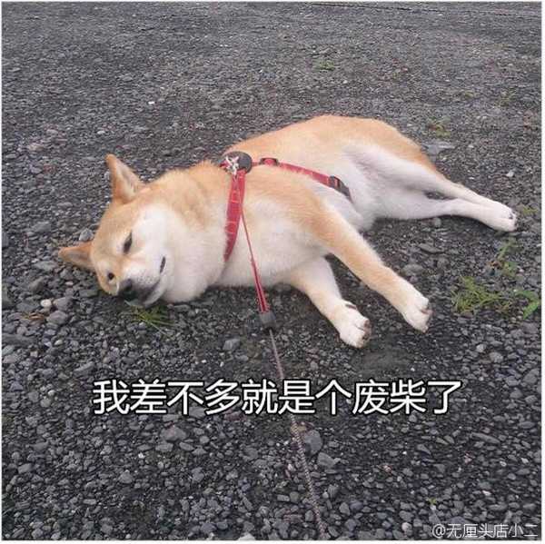 能把你手机里的柴柴表情包都交出来吗?