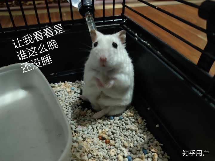 仓鼠建议买紫仓还是三线