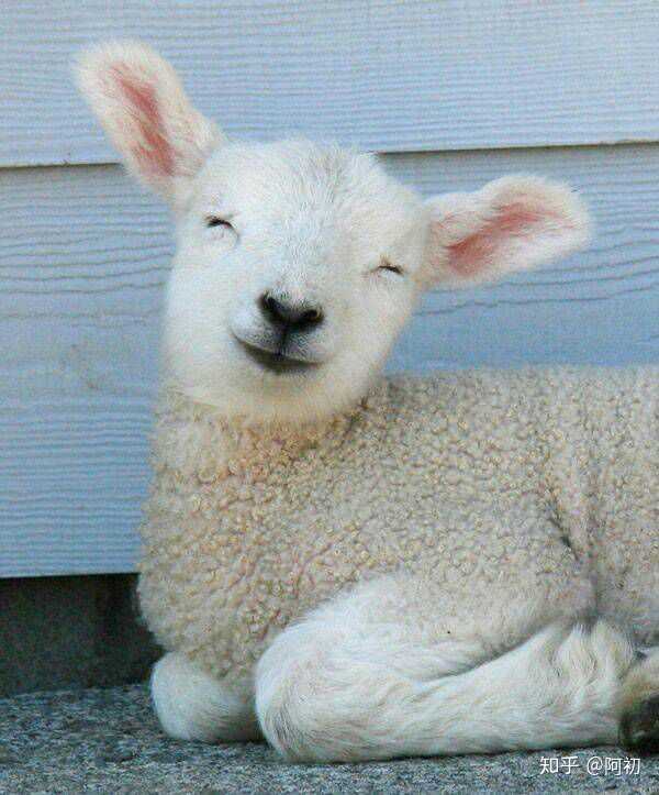 羊羊好可爱!