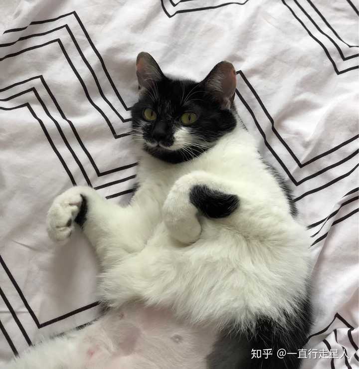 养一只奶牛猫是什么感受?