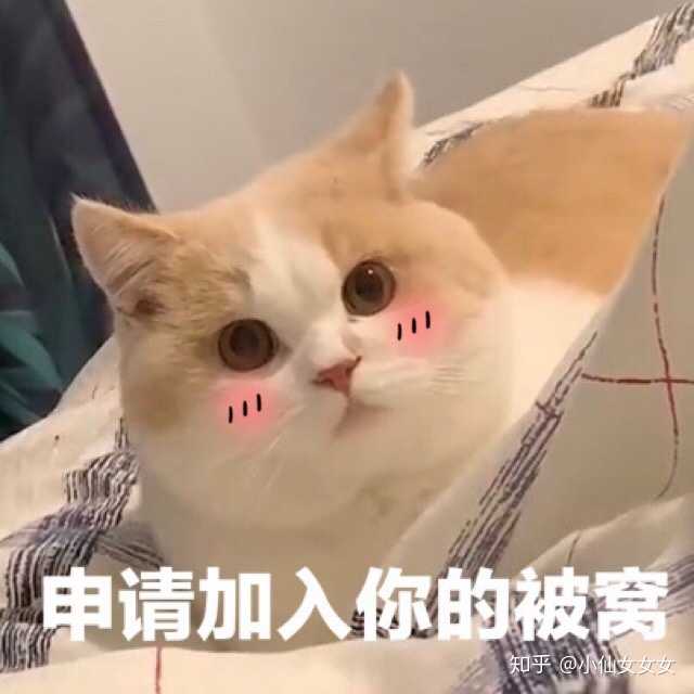 有什么甜甜的猫咪表情包可以分享?