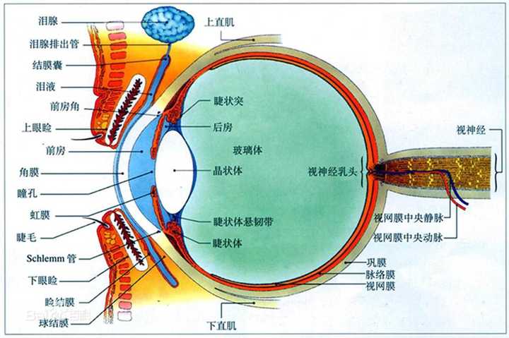 眼球结构图