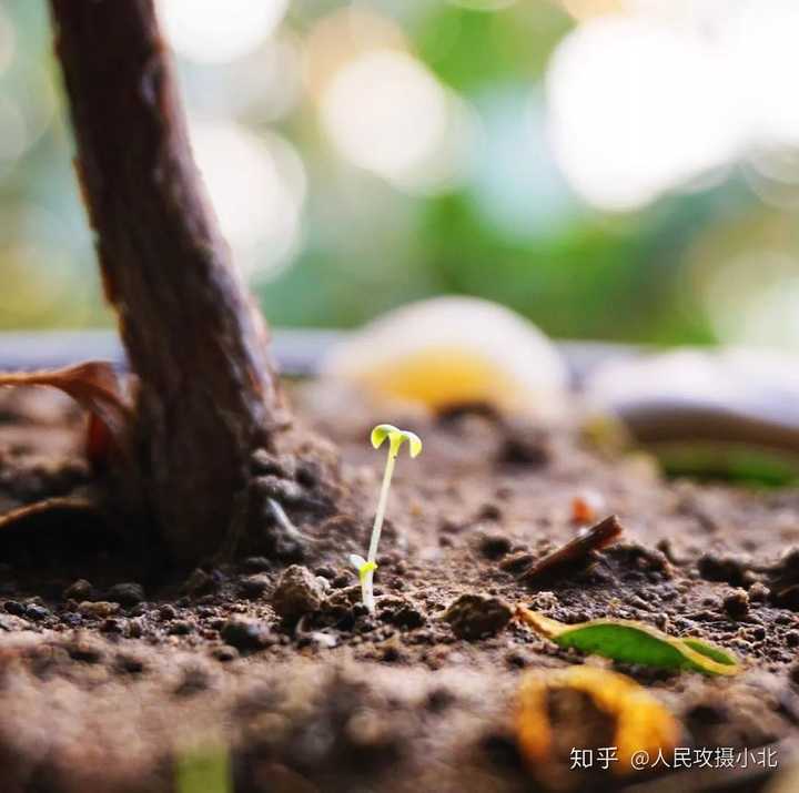 3月底看到这个知乎问题,隔着屏幕我都能感觉到"生命力"代表的草长