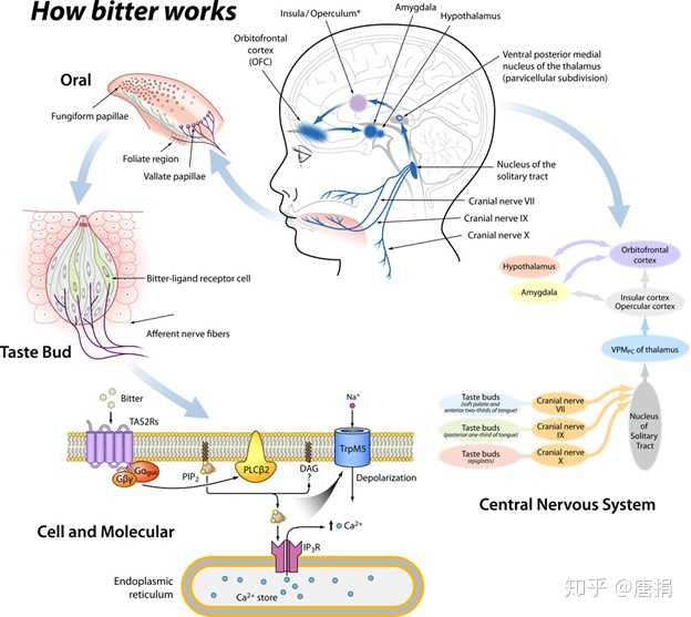 苦味如何发挥作用:苦味觉产生的过程.