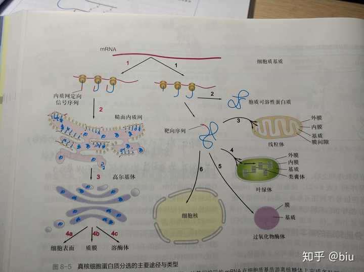 蛋白质到底在哪合成?