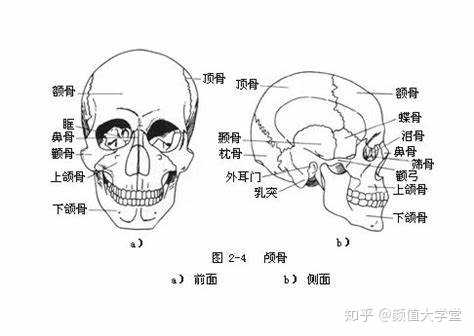 一张面部骨骼图,人的头部骨骼包括脑颅骨8块,面颅骨15块,一共23块骨头