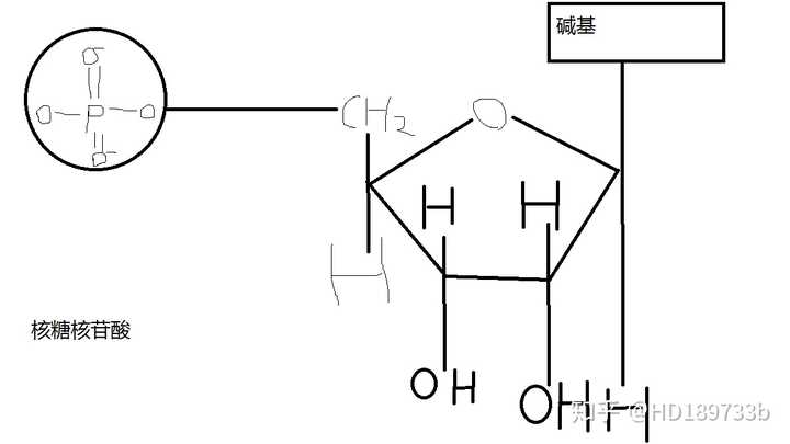 求核糖和脱氧核糖的分子结构?