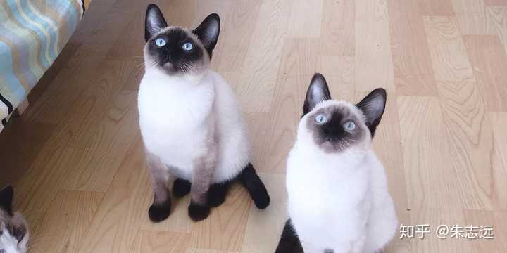 看看我的猫猫对我仰慕的眼神hiahiahia