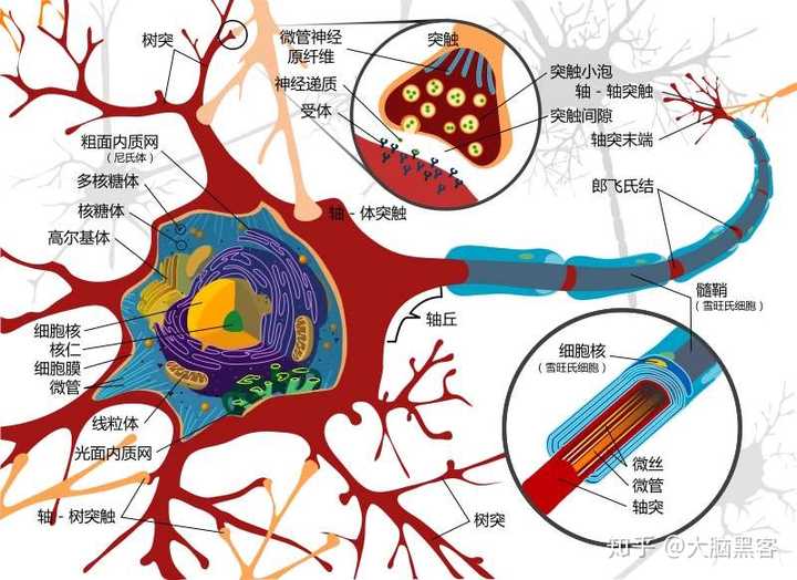 神经元聚集形成神经回路