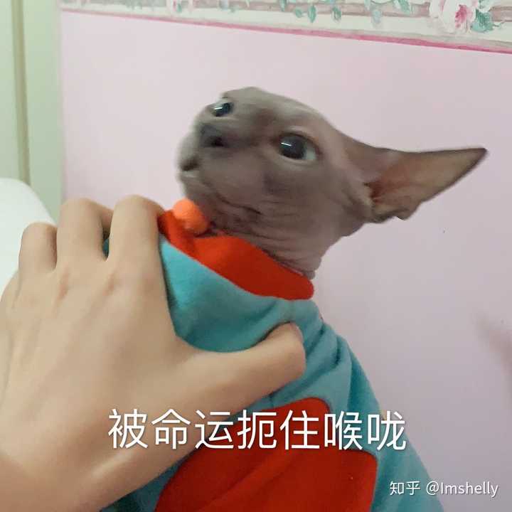 被命运扼住喉咙