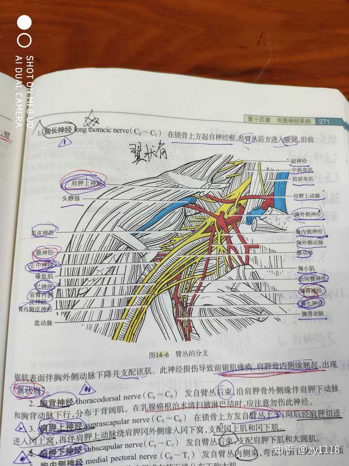 我能说我的锁屏是这学期课表,壁纸是解剖课本某一页上的臂丛神经吗