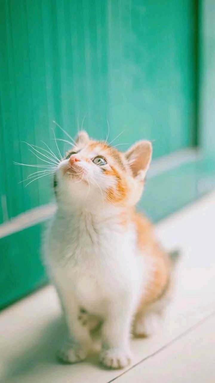 有哪些好看的猫咪壁纸或头像?