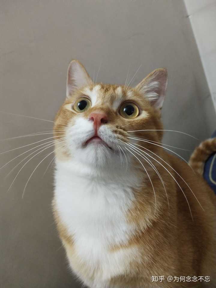 你见过最好看的橘猫长什么样?