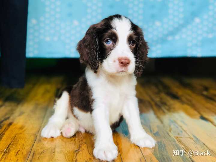 史宾格犬的性格好吗 智商高吗?