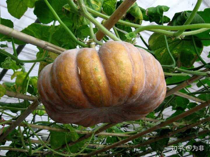 为什么西瓜,北瓜,南瓜是以方位命名,而冬瓜却是以季节