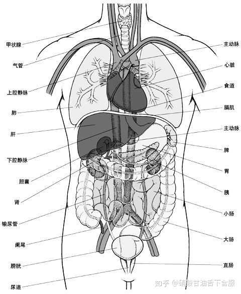 这是背面: 由于脊柱和肋骨遮挡了大部分脏器,所以我把骨骼隐去了.