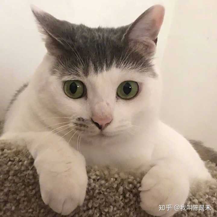 求图来了 有没有敲可爱的猫咪头像?