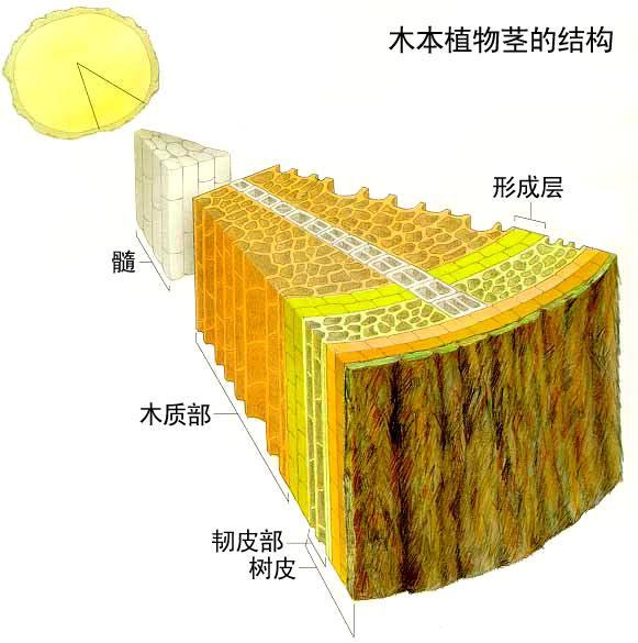 如图示,形成层位于树皮和木质部之间,是包裹着整个树干,树枝和树根的