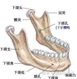 角决定的,折角越小,骨骼感越明显;下颌支和下颌底则影响颏部的饱满度