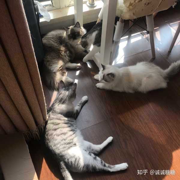 四只猫对自己的主人还是很敏感的,每次回家都会跑出来迎接我们~上面