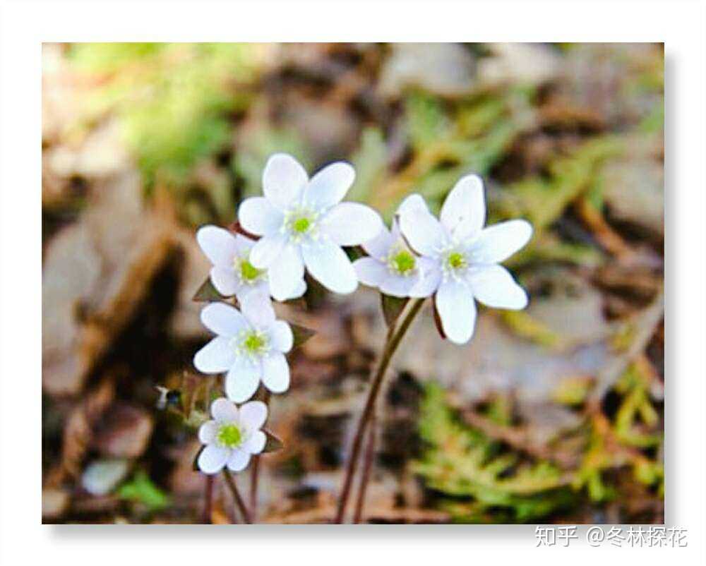 沙洲草,2月12日的