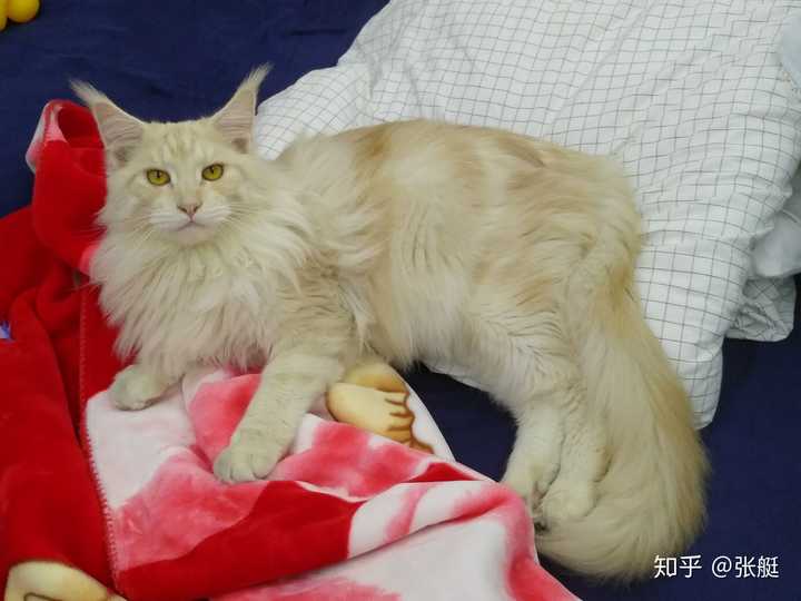 缅因猫红色公 烟色母 生出来的宝宝会是什么颜色 ?