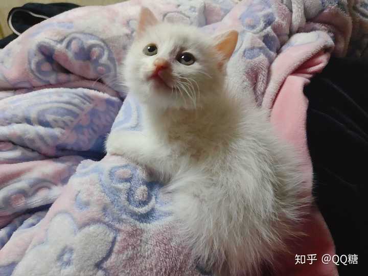 田园混英短的猫猫可爱吗?