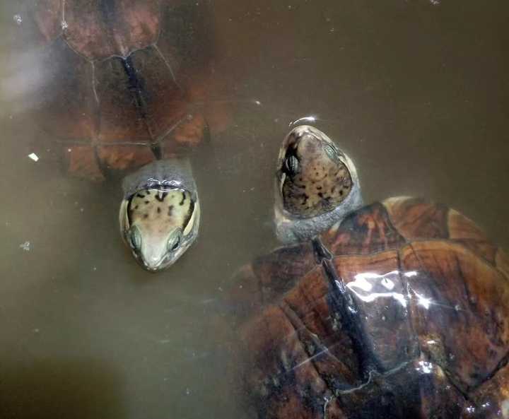 乌龟浮水是什么意思