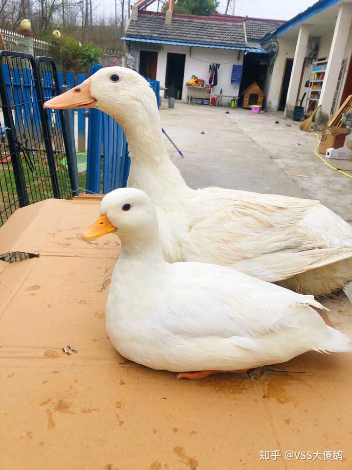 如何看待王珞丹朋友的宠物柯尔鸭被盗走并吃掉,如何区分宠物鸭和肉鸭?