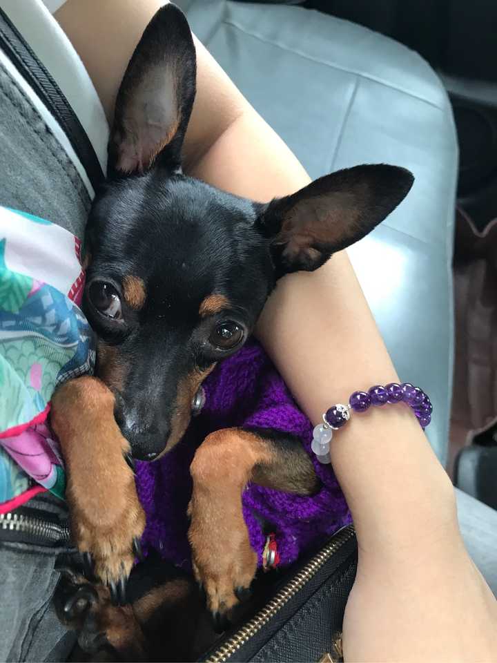 养小鹿犬或者吉娃娃是什么样的体验呢?