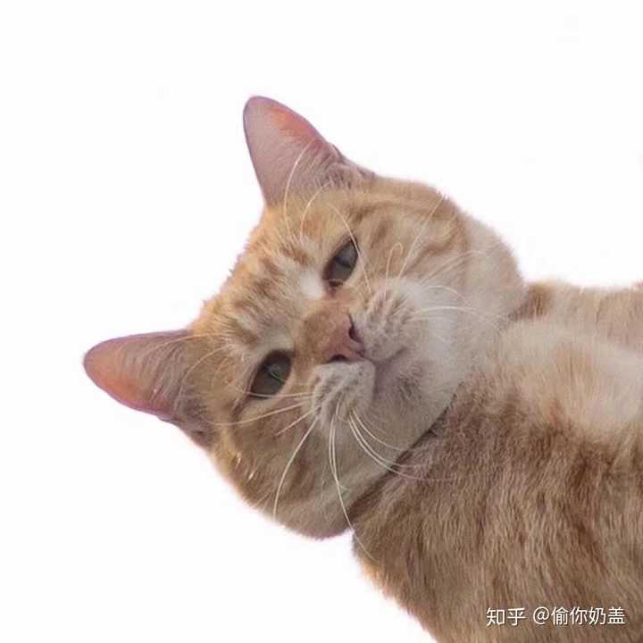 有哪些少女心的猫咪头像?