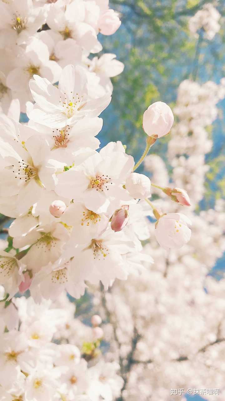 有什么樱花粉色系好看的壁纸?