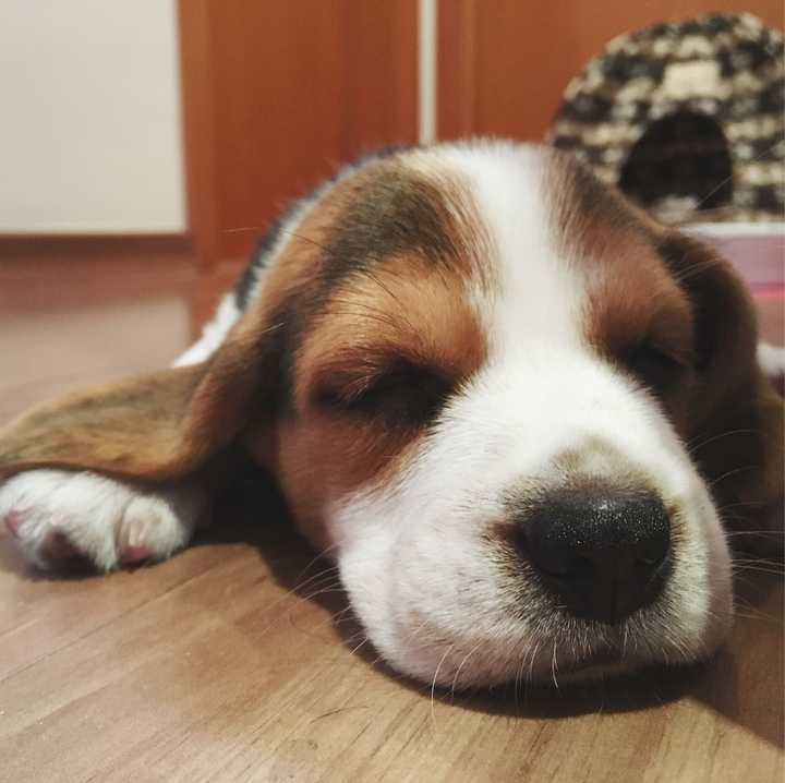 养比格犬是什么体验?