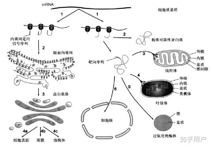 如何简述分泌蛋白从转录到分泌到细胞外的过程?