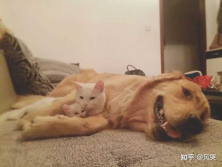 同时养一只狗和一只猫需要注意什么?