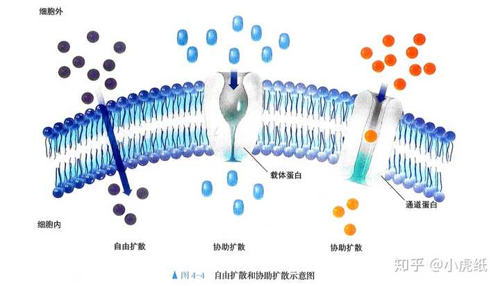 高中生物,转运蛋白,载体蛋白与受体蛋白有区别吗?