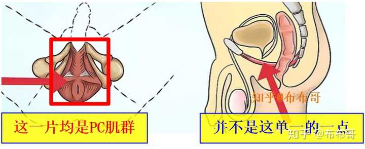 男性锻炼pc肌是否有害?