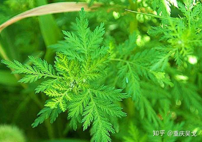 有哪些可食用的野菜?
