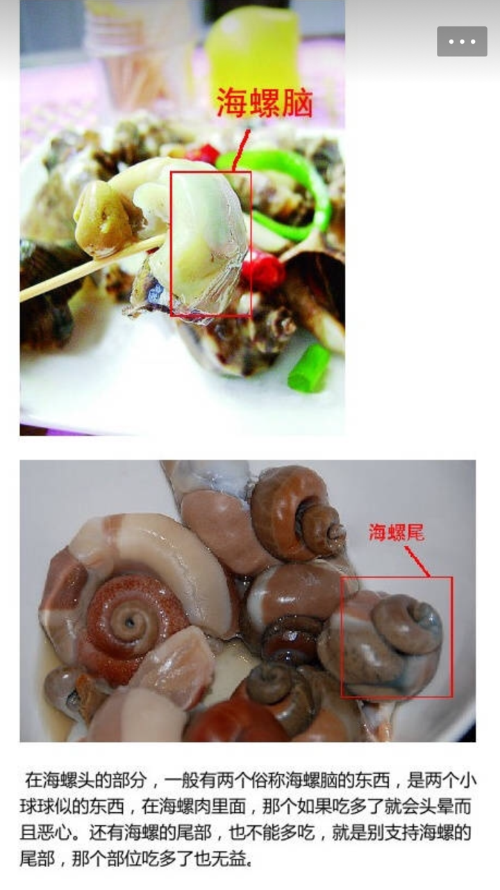 海螺的结构是怎样的,到底哪些部位可食用?