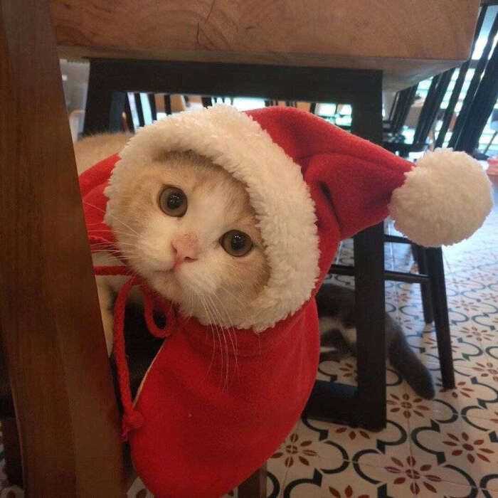 有没有圣诞节的猫咪头像啊?