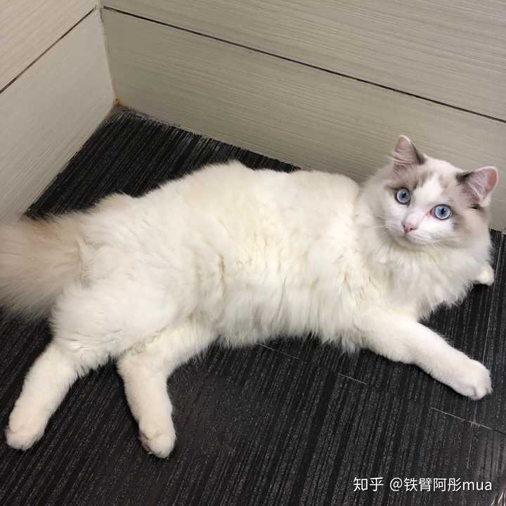 市场上买的布偶猫要多少钱?