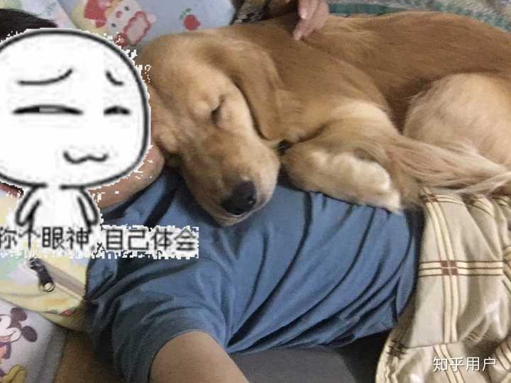 养土猫会遭人嫌弃吗?