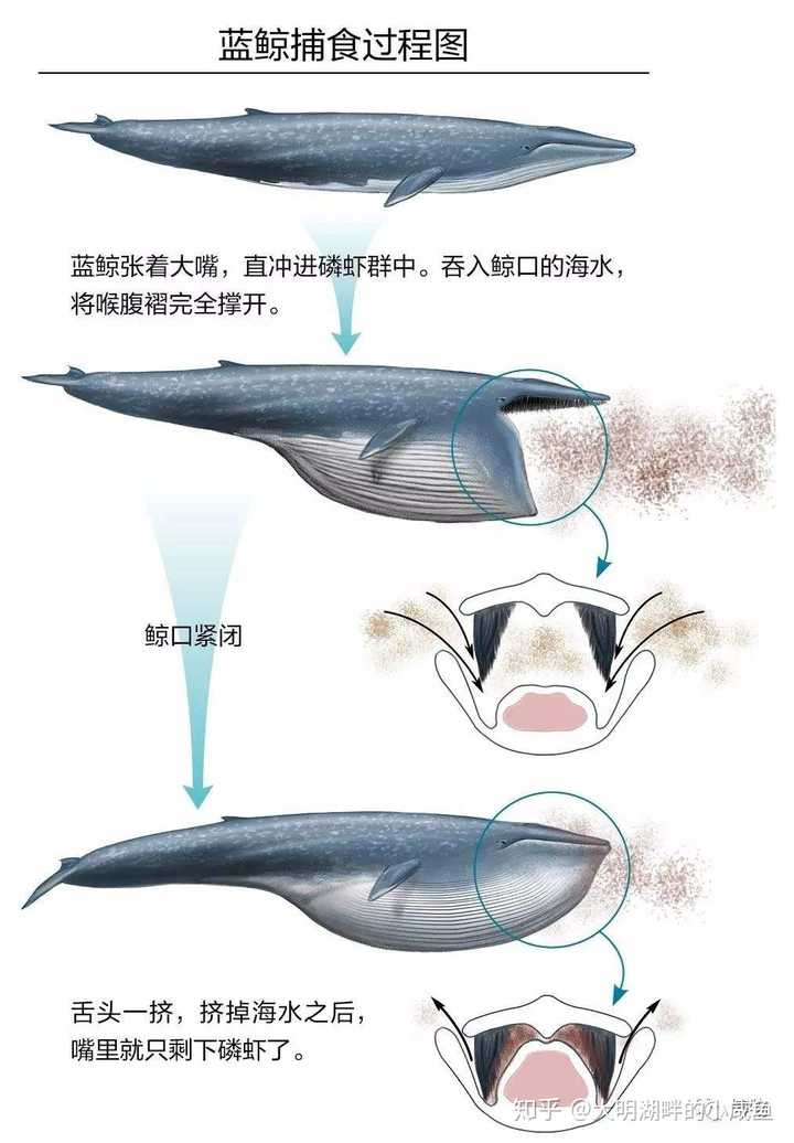 而成年的蓝鲸除了捕鲸船和人类海中大型船只就没有天敌了