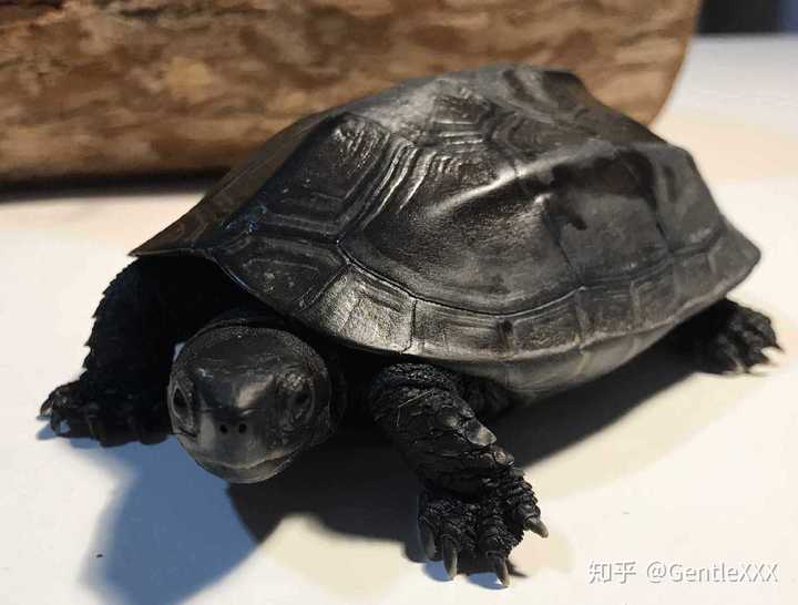 中华草龟,俗称乌龟 寿命30至50年,雄草龟随着年龄的增长身上的颜色越