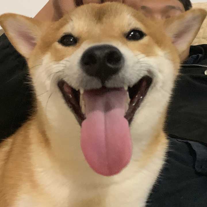 狗狗咧嘴真的是在笑吗?