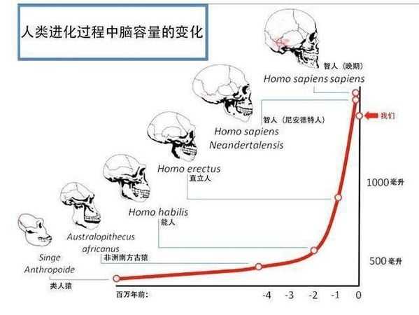 人类为什么会选择进化大脑?